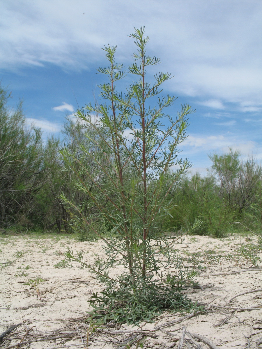 Image of Artemisia scoparia specimen.