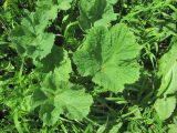 genus Heracleum