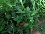 Fragaria подвид jenisseensis