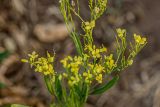 род Sisymbrium