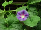 Ipomoea purpurea