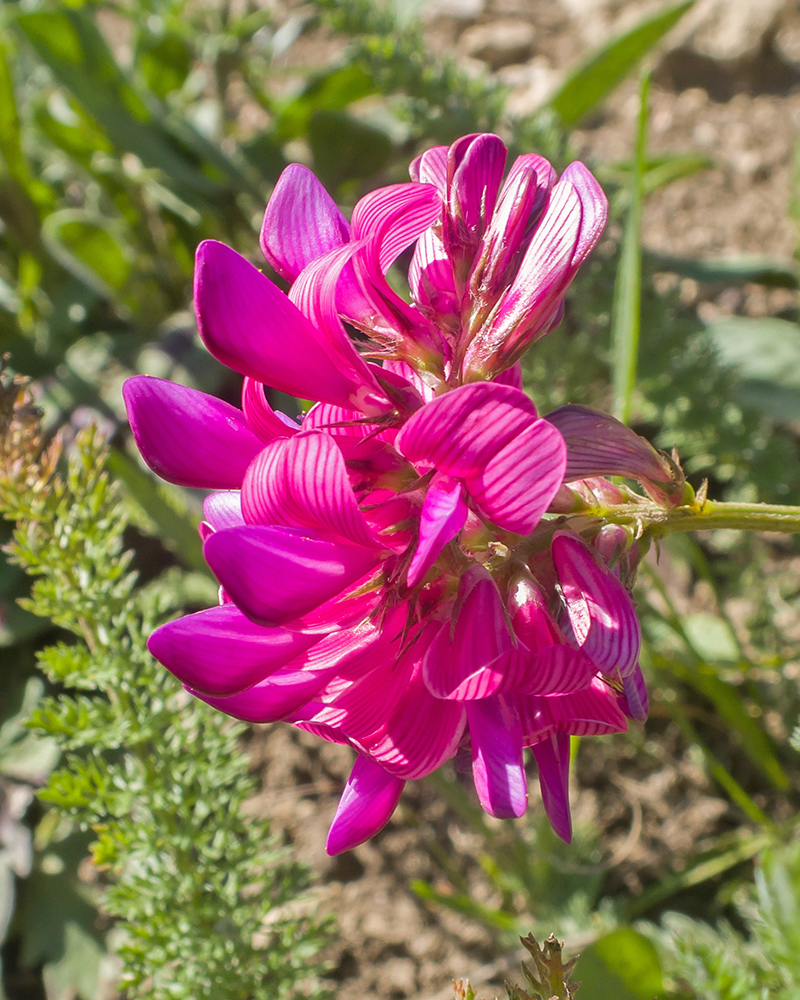 Изображение особи Onobrychis oxytropoides.