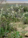 Crambe edentula