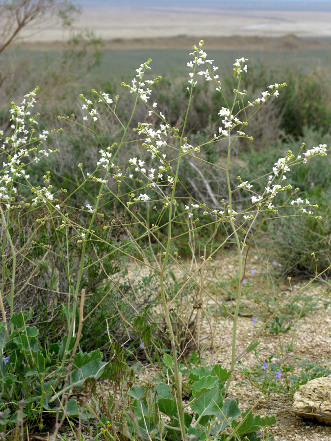 Image of Crambe edentula specimen.