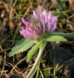 Trifolium pratense