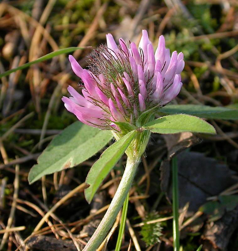 Изображение особи Trifolium pratense.