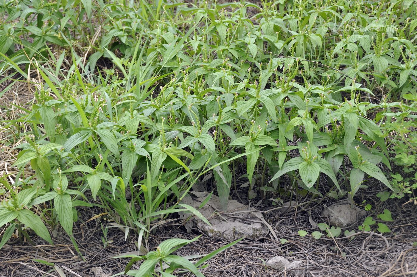 Изображение особи Spigelia anthelmia.