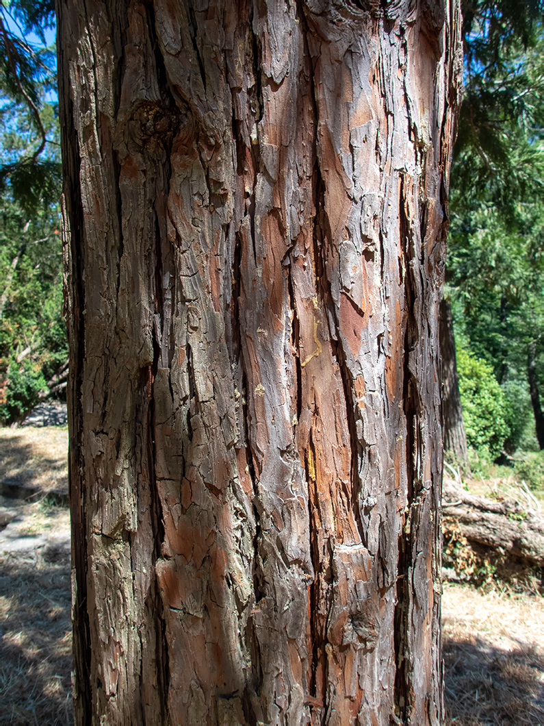 Image of Calocedrus decurrens specimen.