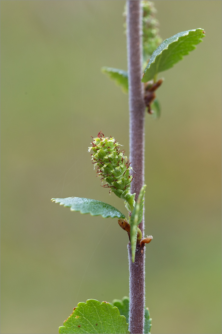 Изображение особи Betula nana.