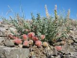 Astragalus lasiophyllus. Плодоносящее растение. Казахстан, Мангистауская обл., Мангистауский р-н; горы Западного Каратау, ур. Кокала, щебенистый склон сев. экспозиции. 11 мая 2024 г.