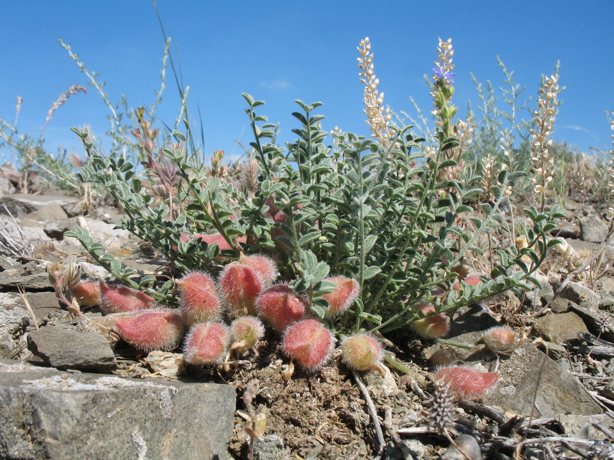 Image of Astragalus lasiophyllus specimen.