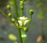 Alisma plantago-aquatica