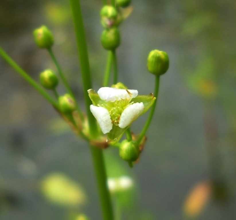 Изображение особи Alisma plantago-aquatica.