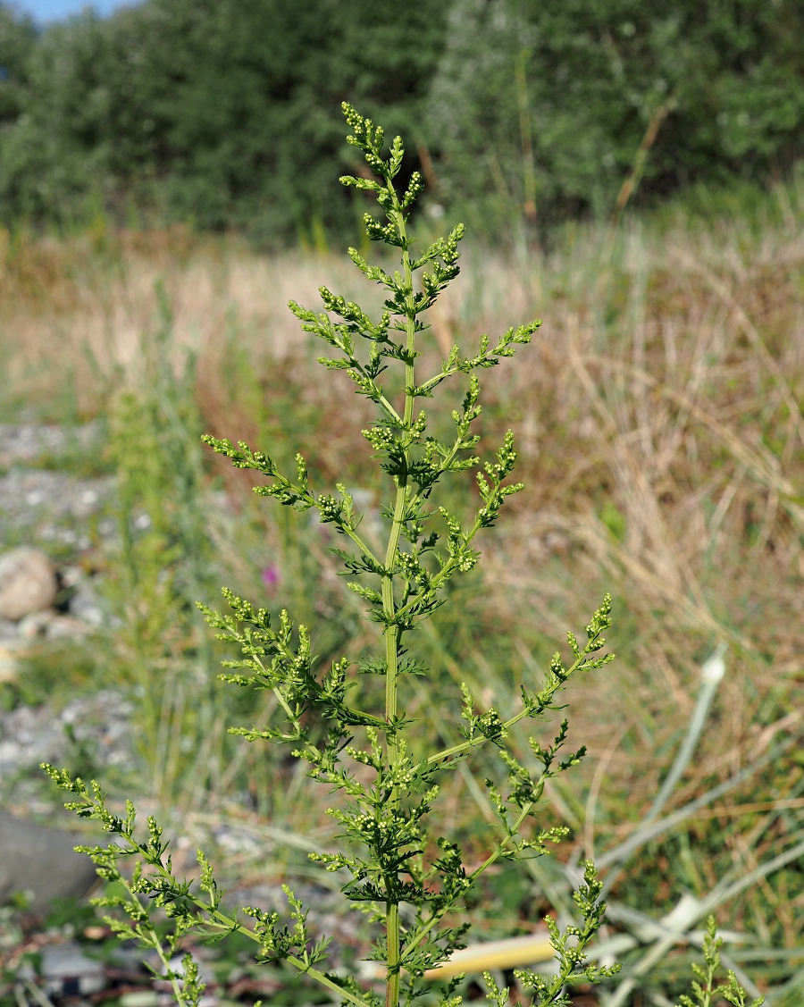 Изображение особи Artemisia annua.