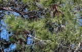 Pinus pityusa. Ветвь с шишками. Краснодарский край, Сочи, Адлерский р-н, в культуре. 09.03.2025.