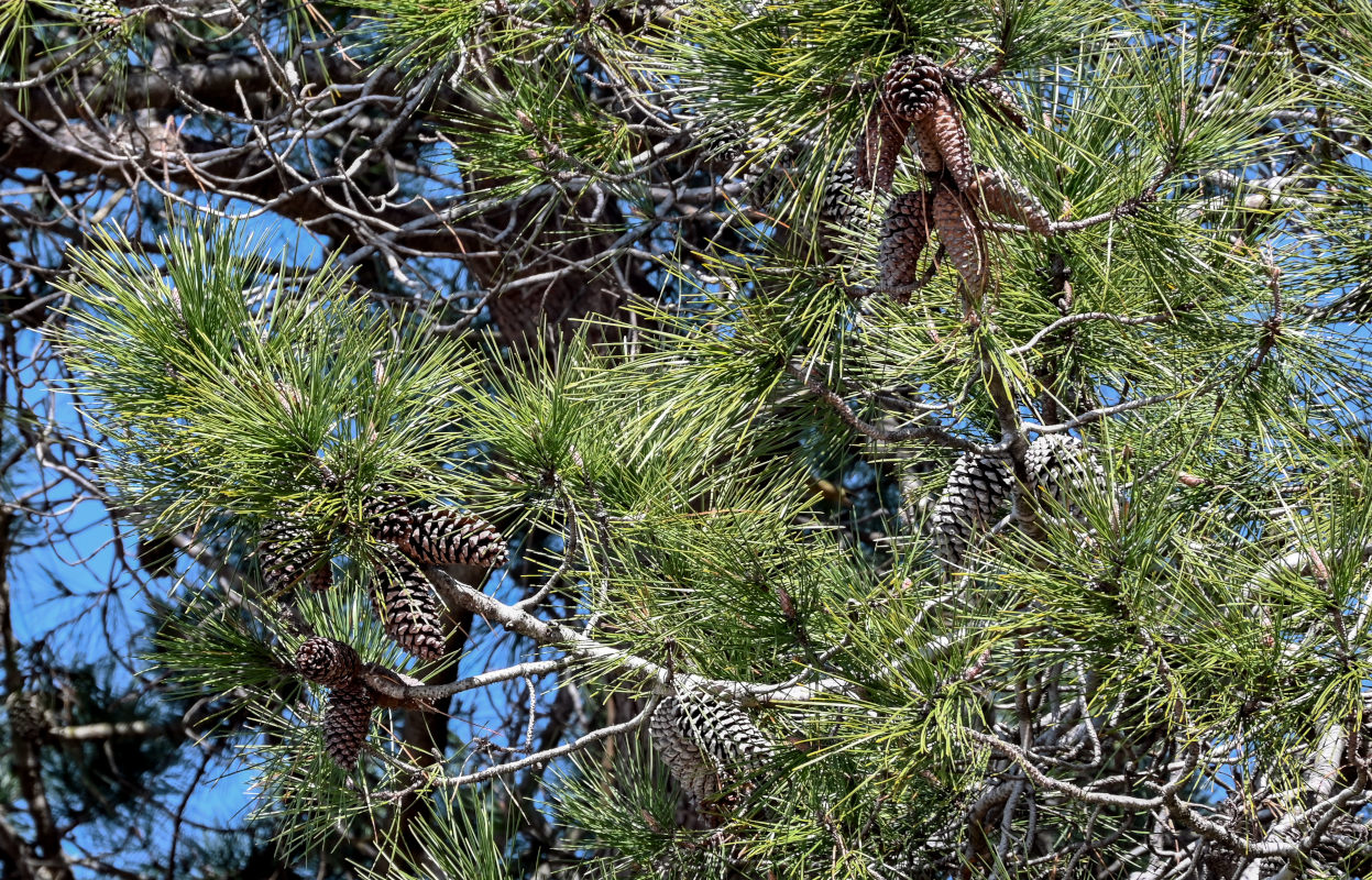 Image of Pinus pityusa specimen.