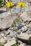 Lotus caucasicus