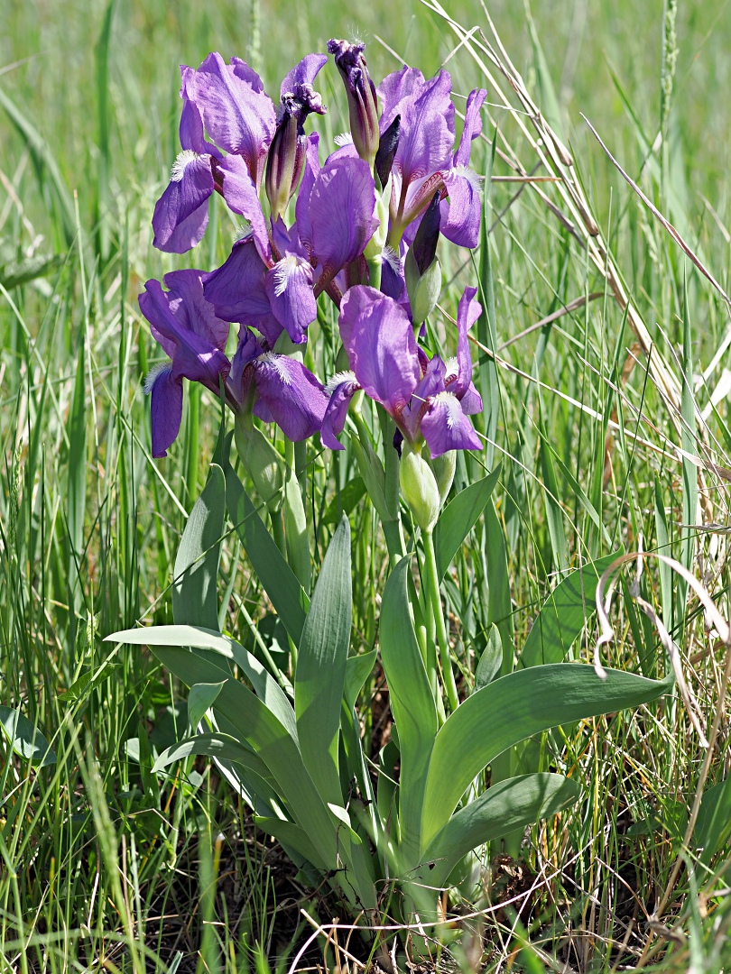 Image of genus Iris specimen.