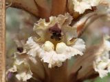 Orobanche callieri. Цветок. Крым, Севастополь, Байдарская дол., опушка лиственного леса, закустаренная поляна (паразитирует на Erodium cicutarium). 29 мая 2025 г.