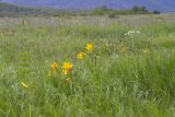 Hemerocallis middendorffii