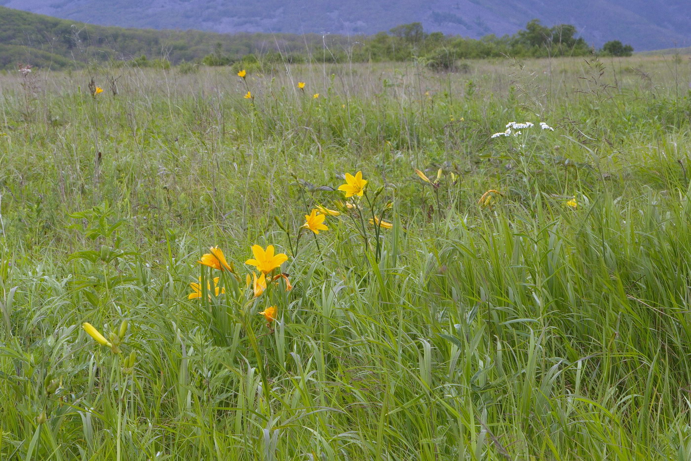 Изображение особи Hemerocallis middendorffii.