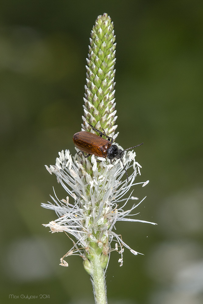 Image of genus Plantago specimen.