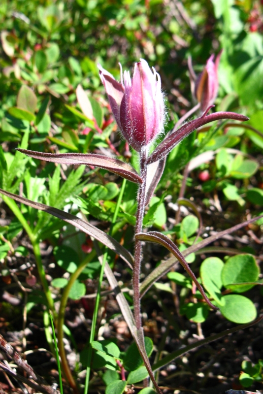 Image of Castilleja pavlovii specimen.