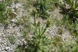 genus Carduus