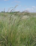 Helictotrichon desertorum. Бутонизирующее растение. Ульяновская обл., Мелекесский р-н, окр. с. Вишенка, Медвежий овраг, глинистый пригорок. 30.04.2024.