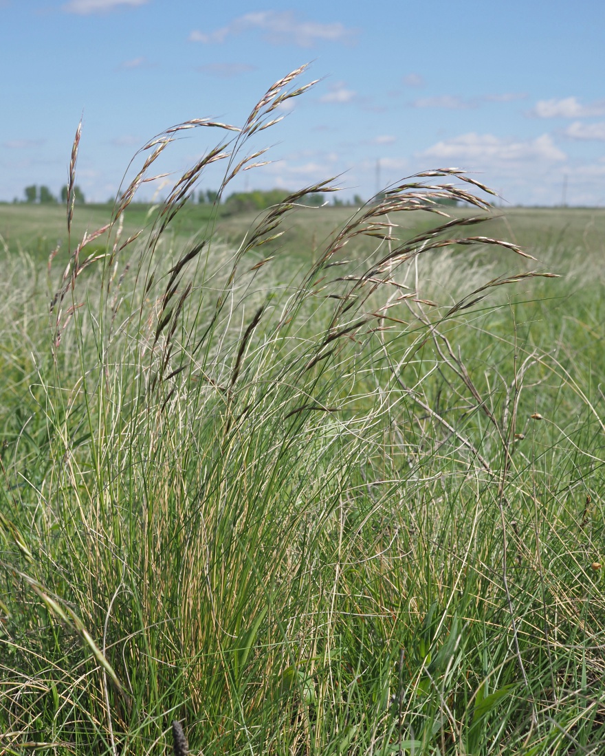 Image of Helictotrichon desertorum specimen.