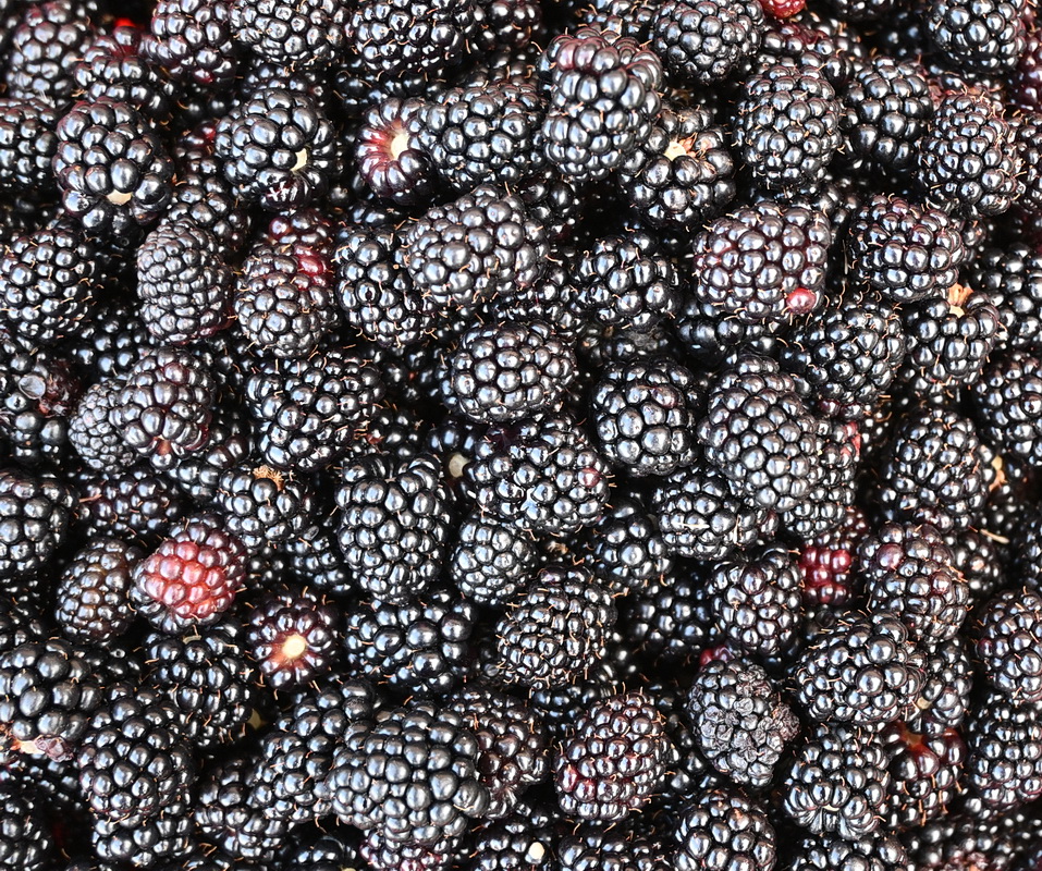 Image of Rubus allegheniensis specimen.