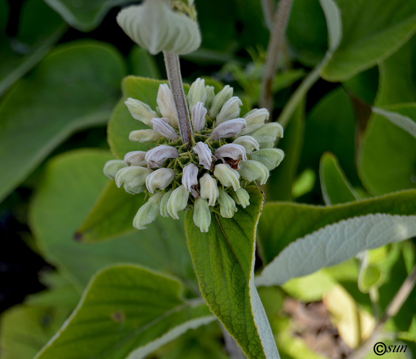 Image of Phlomis russeliana specimen.