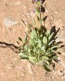 род Salvia. Нижняя часть извлечённого из грунта цветущего растения. Турция, ил Ван, окр. Кармраванк, горная степь. 22 мая 2025 г.