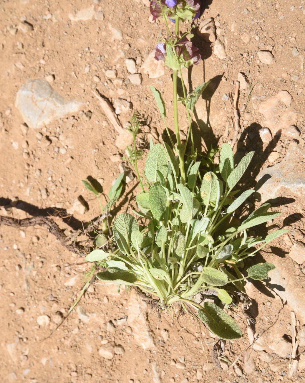 Изображение особи род Salvia.