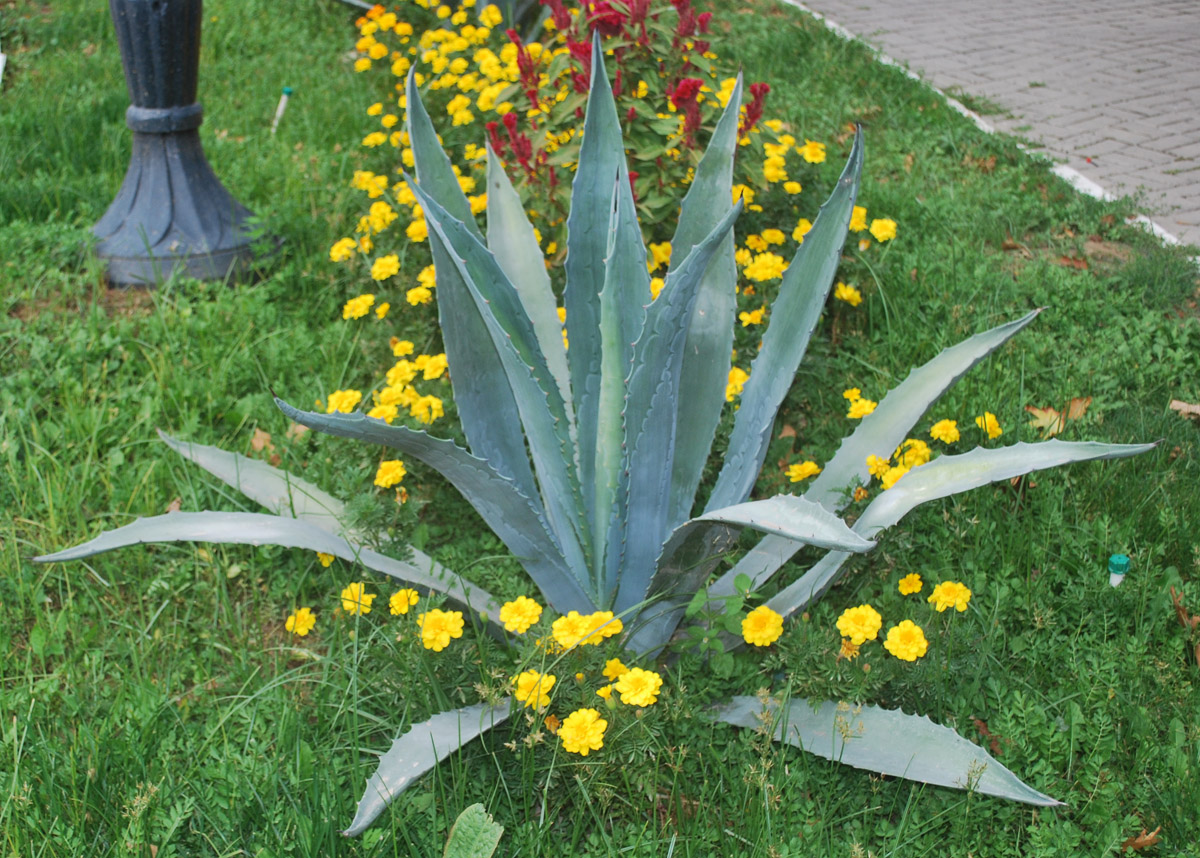 Image of Agave americana specimen.