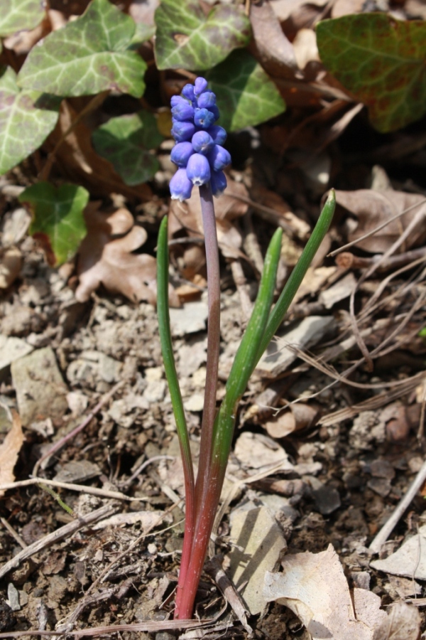 Изображение особи Muscari armeniacum.