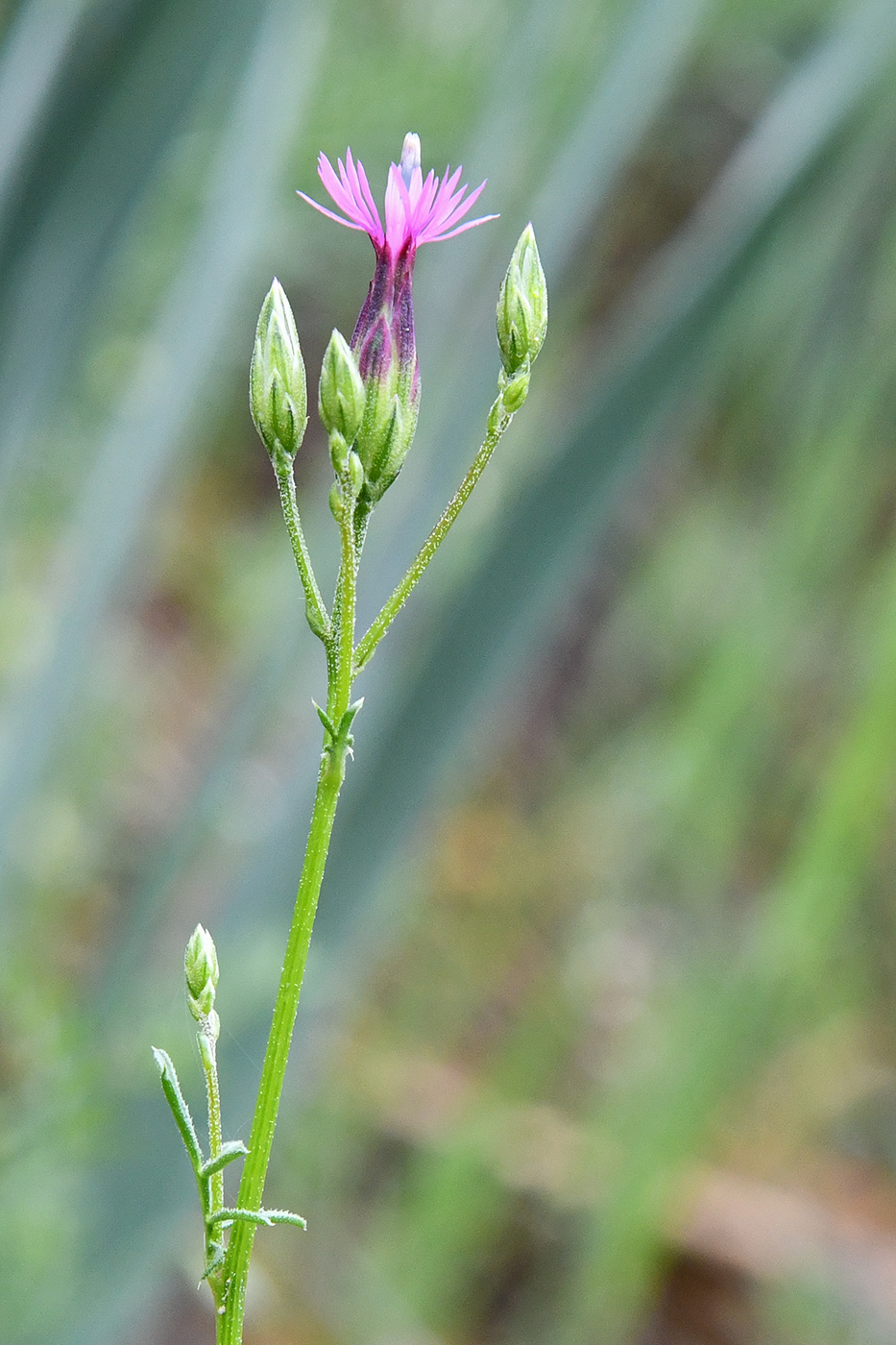 Изображение особи Crupina vulgaris.