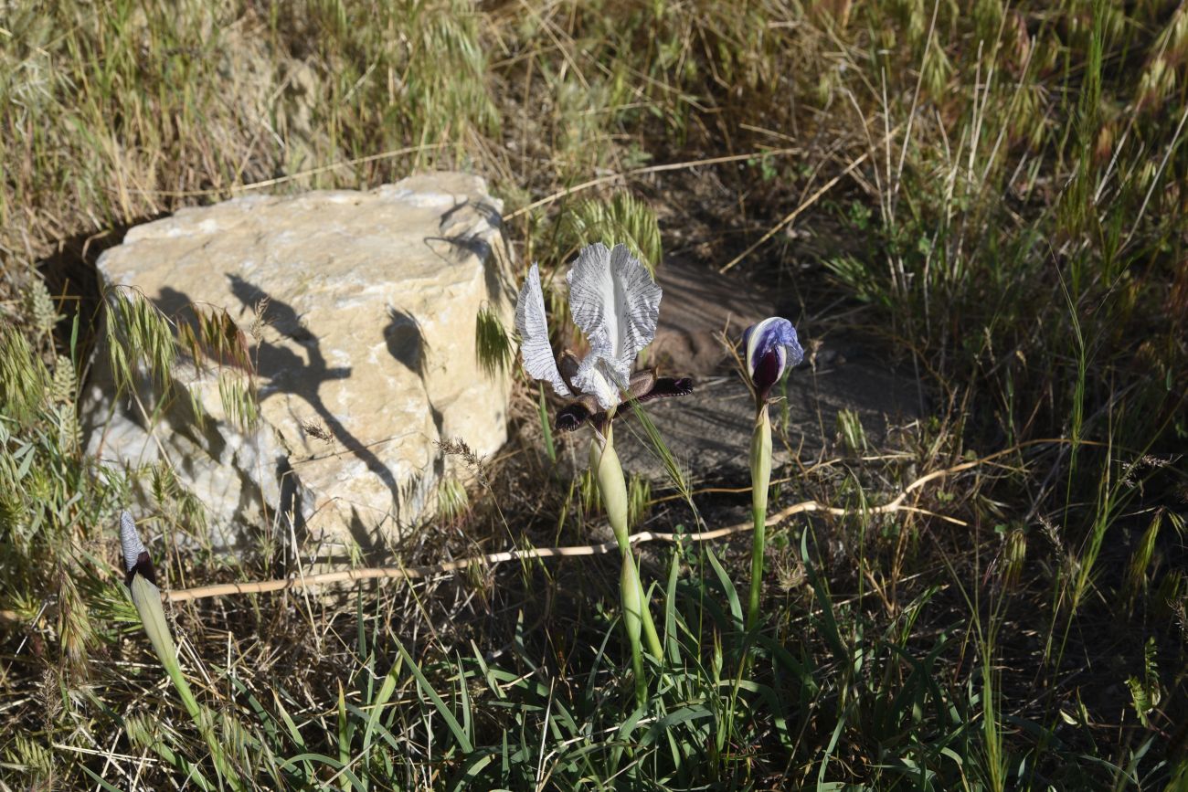 Image of genus Iris specimen.