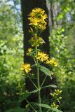 Hypericum hirsutum