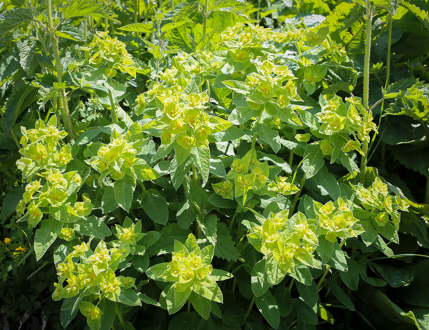 Изображение особи Euphorbia squamosa.