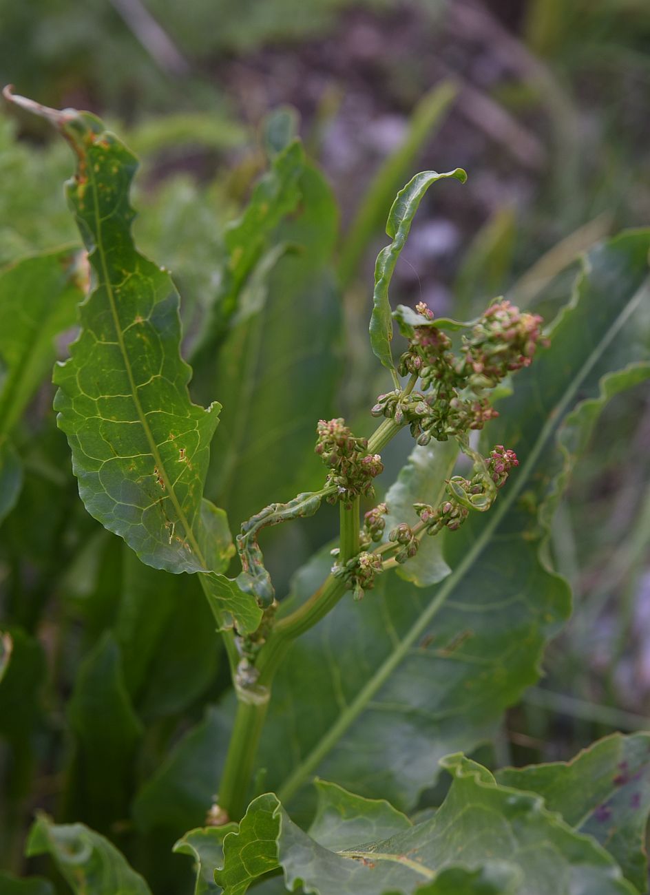 Изображение особи род Rumex.