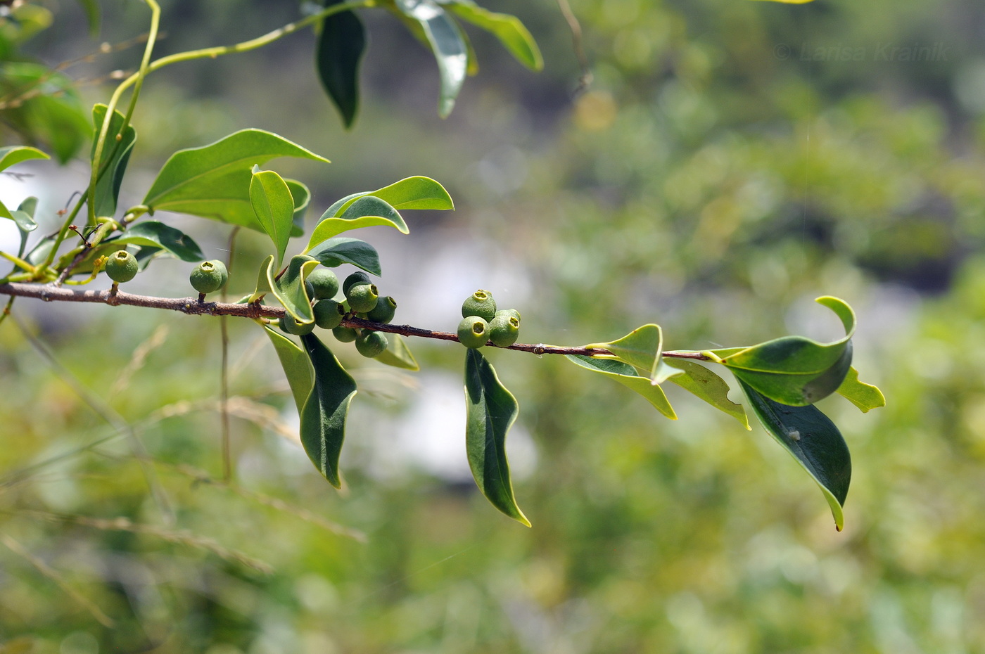 Image of Unknown species specimen.