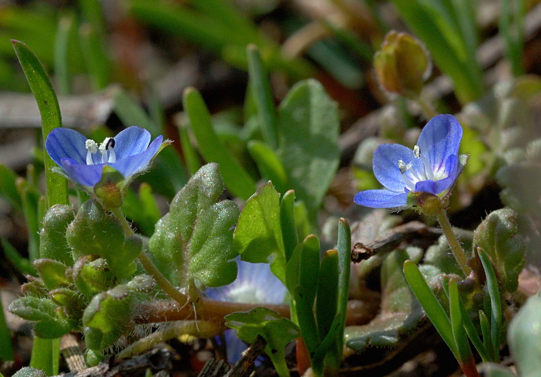 Image of Veronica polita specimen.