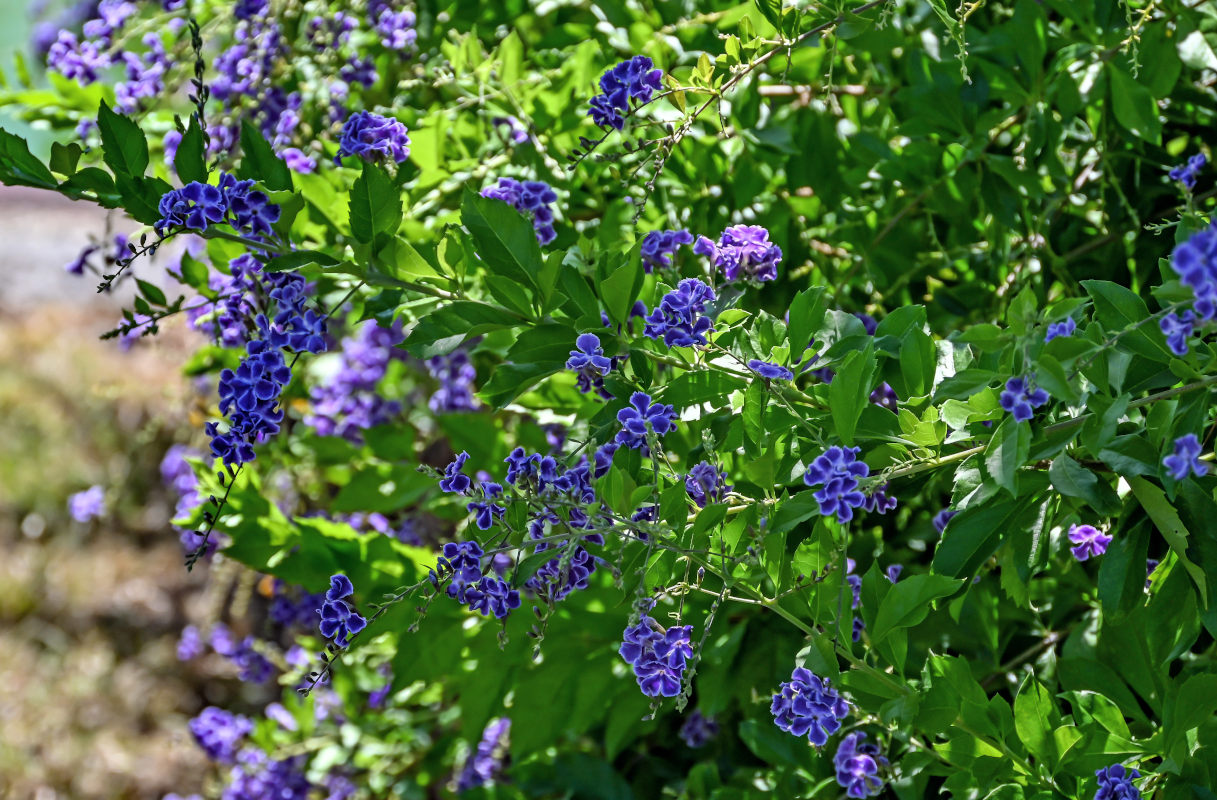 Image of Duranta erecta specimen.