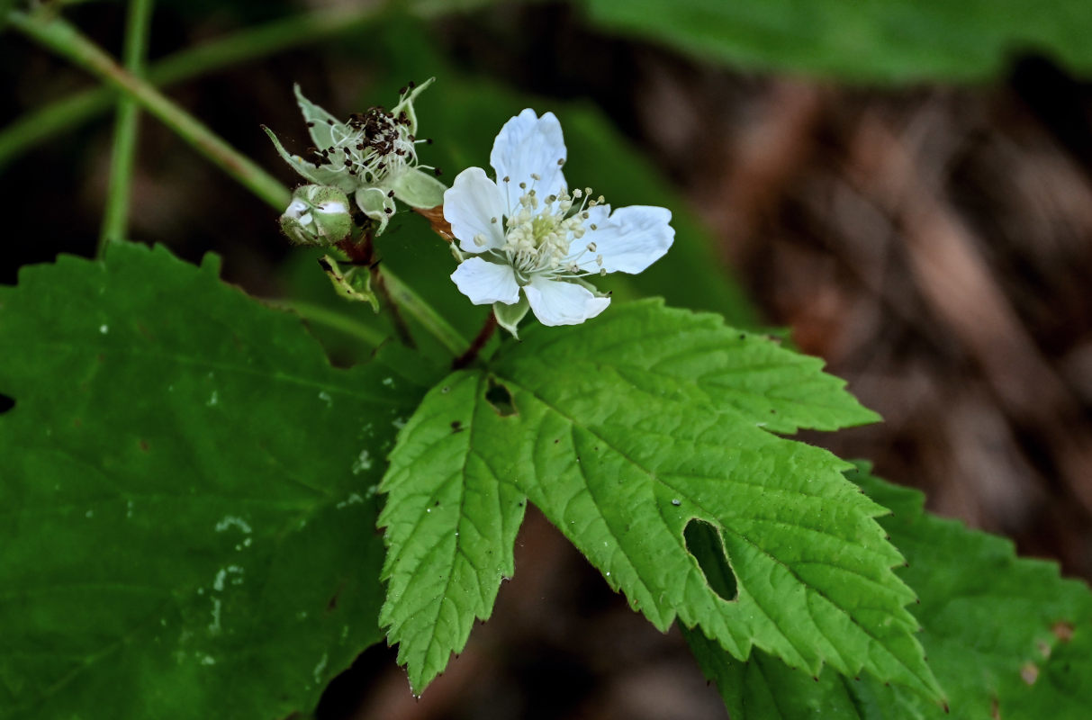Image of Rubus caesius specimen.