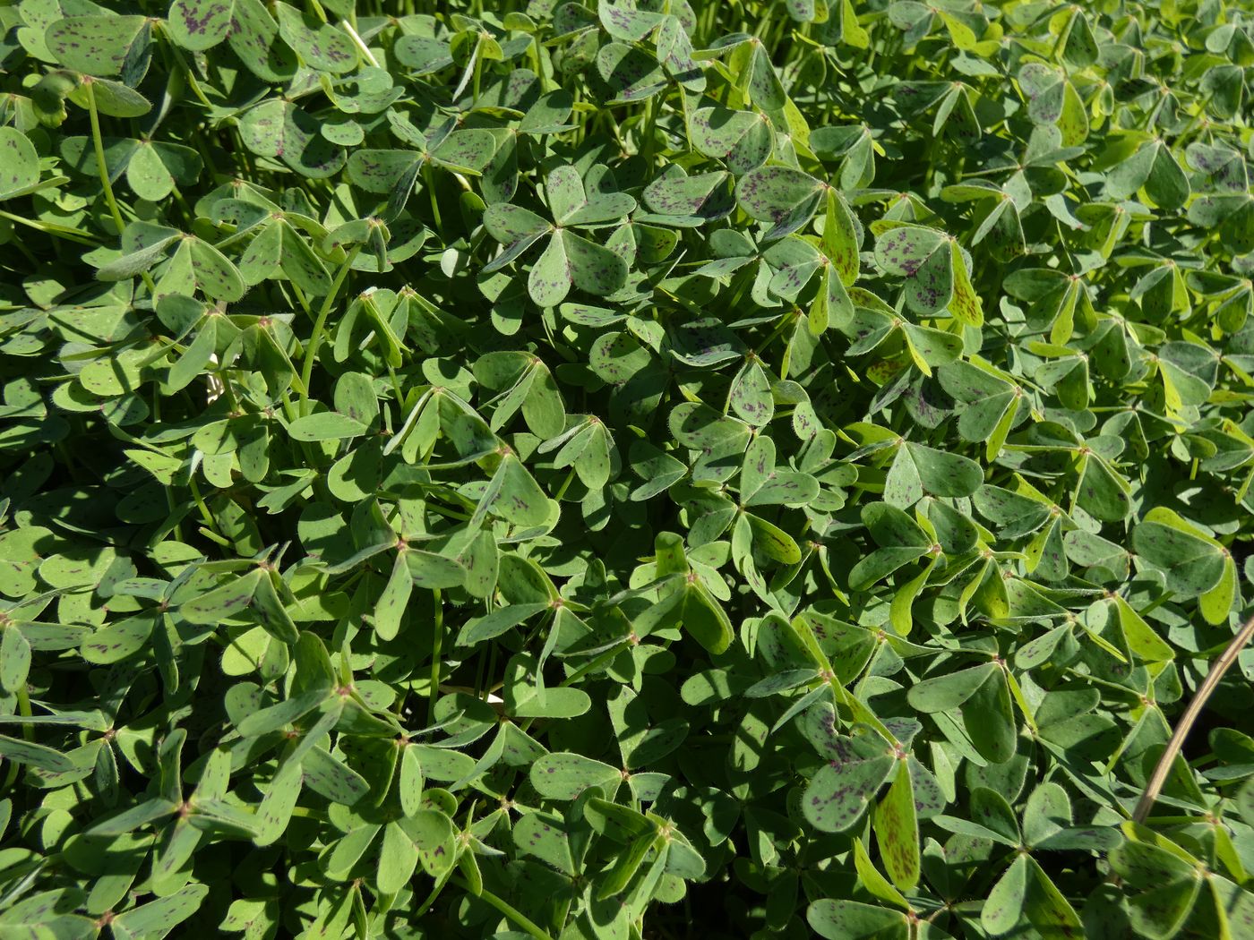 Image of Oxalis pes-caprae specimen.