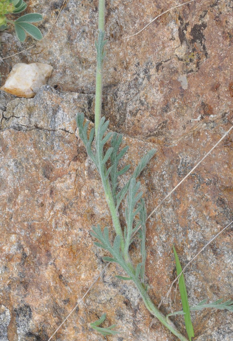 Image of Unknown species specimen.