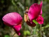 Lathyrus miniatus. Цветки и бутон. Крым, окр. г. Судак, северный склон горы Перчем, обочина грунтовой дороги. 23.04.2025.