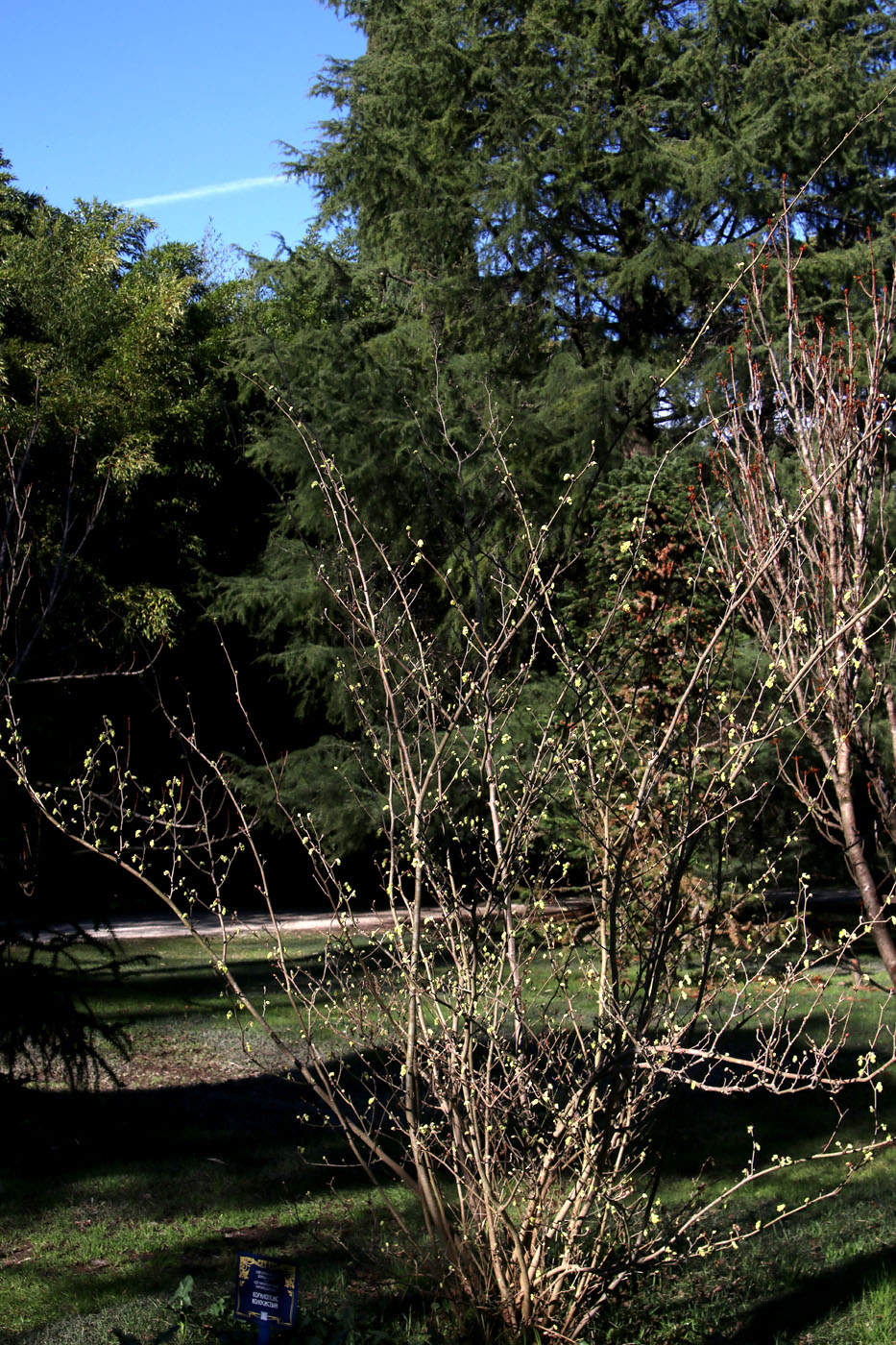 Изображение особи Corylopsis sinensis.