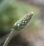 genus Plantago